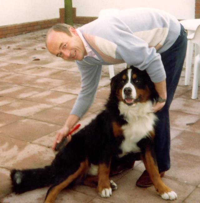 Best brush for shop a bernese mountain dog